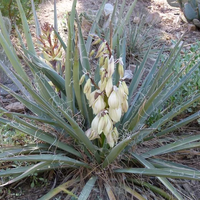 Yucca baccata - Bogyós pálmaliliom