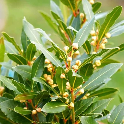 Laurus nobilis - Nemes babér