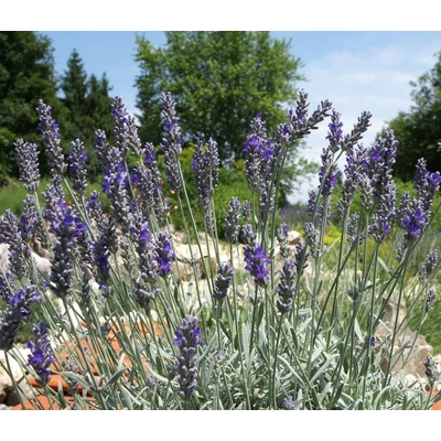 Lavandula x chaytorae 'Richard Grey' - Levendula hibrid