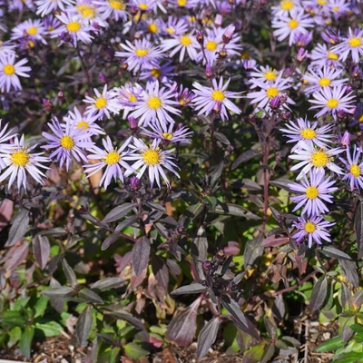Aster ageratoides 'JS Eleven Purple'® - Ázsiai őszirózsa