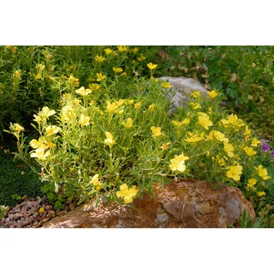 Calylophus serrulatus 'Sundrop' - Sárga napcsepp