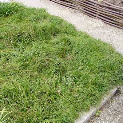 Carex digitata-hibrid 'The Beatles' - Sás hibrid