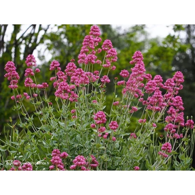 Centranthus ruber 'Coccineus' - Piros sarkantyúvirág