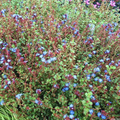 Ceratostigma griffithii - Kínai kékgyökér