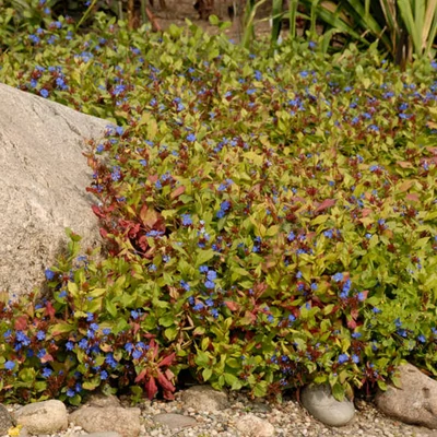 Ceratostigma plumbaginoides - Tarackoló kékgyökér