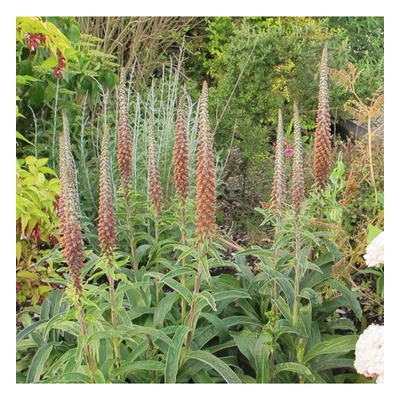 Digitalis parviflora - Kisvirágú gyűszűvirág