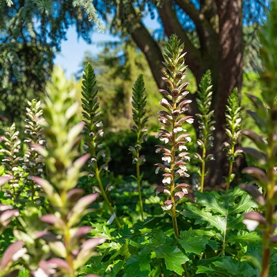 Acanthus hungaricus - Balkáni medveköröm