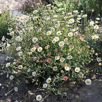 Erigeron karvinskianus - Spanyol küllőrojt