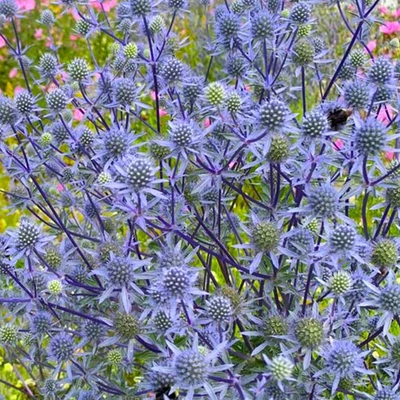 Eryngium planum 'Blaukappe' - Kék iringó