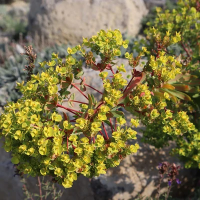 Euphorbia 'Sternenwolke' - Kutyatej