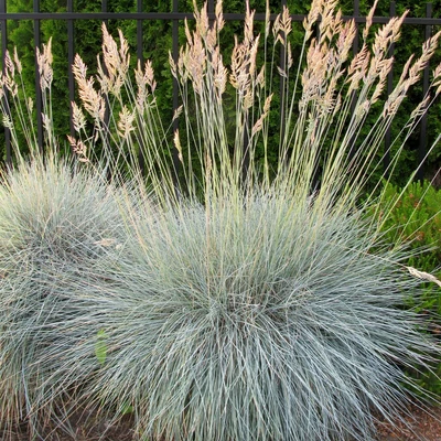 Festuca cinerea-hibrid 'Elijah Blue' - Csenkesz
