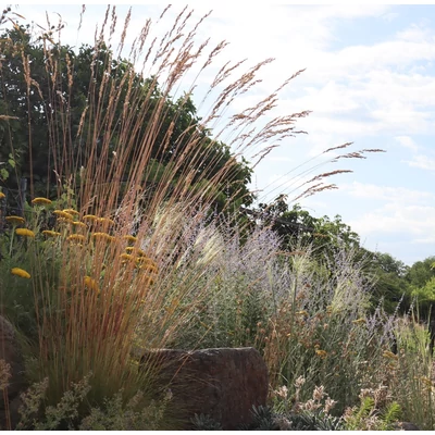 Festuca 'Hoggar' - Hoggar csenkesz