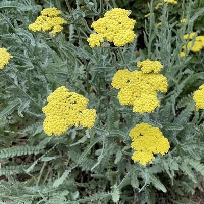 Achillea clypeolata-hibrid 'Moonshine' - Cickafark