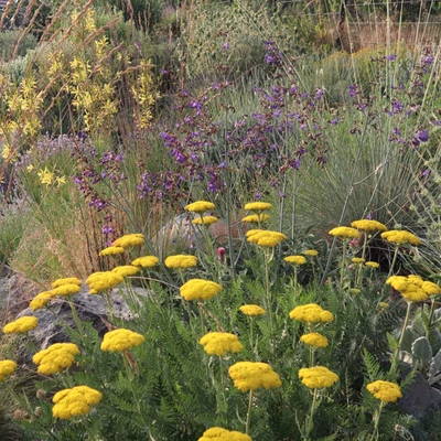 Achillea filipendulina 'Bishkek Gold' - Jószagú cickafark