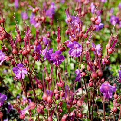 Geranium macrorrhizum 'Sandy's Smile' - Illatos gólyaorr
