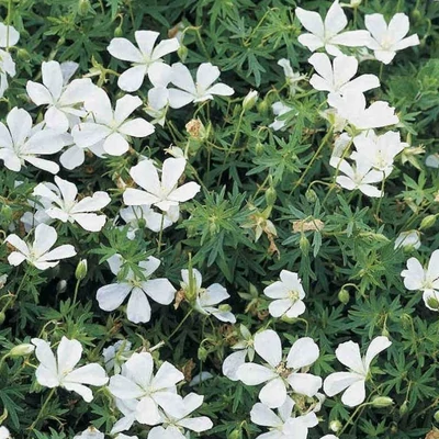 Geranium sanguineum 'Album' - Piros gólyaorr