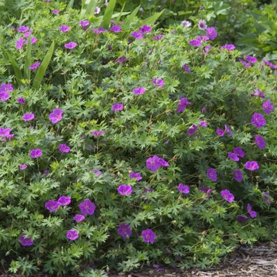 Geranium sanguineum-hibrid 'Tiny Monster' - Gólyaorr
