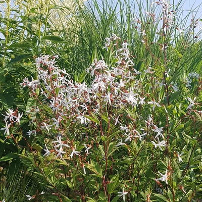 Gillenia trifoliata - Hármaslevelű indiánrózsa