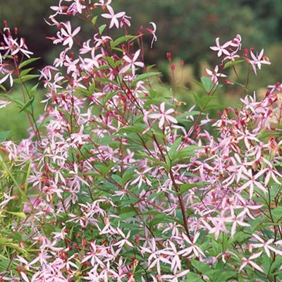 Gillenia trifoliata 'Pink Profusion' - Hármaslevelű indiánrózsa