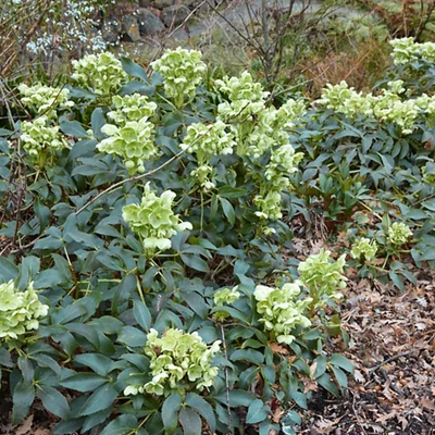 Helleborus argutifolius - Korzikai hunyor
