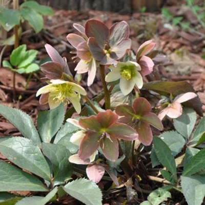 Helleborus × nigercors 'Emma'® - Hunyor hibrid