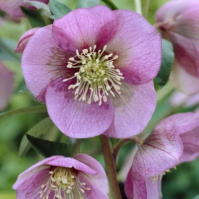 Helleborus orientalis-h. 'Pink Lady' - Hunyor hibrid
