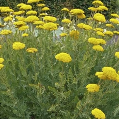 Achillea filipendulina 'Cloth of Gold' - Jószagú cickafark