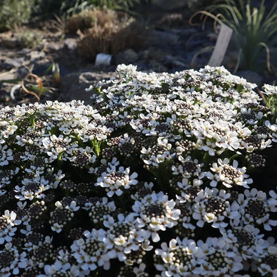 Iberis saxatilis - Korai tatárvirág