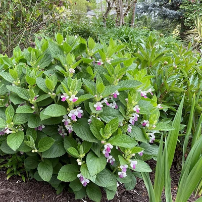 Melittis melissophyllum 'Royal Velvet Distinction'® - Déli méhfű