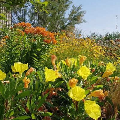 Oenothera macrocarpa - Missouri ligetszépe