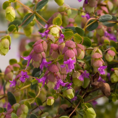 Origanum 'Amethyst Falls' - Oregánó hibrid