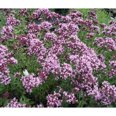 Origanum laevigatum-h. 'Rosenkuppel' - Oregánó hibrid