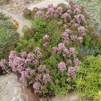 Origanum vulgare 'Compactum' - Törpe szurokfű