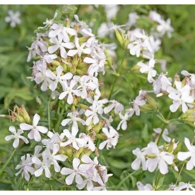 Saponaria officinalis 'Graciella White' - Orvosi szappanfű