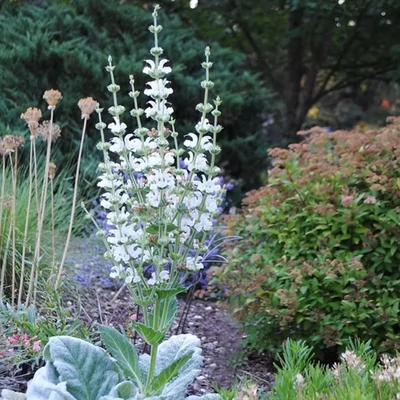 Salvia argentea - Ezüst zsálya