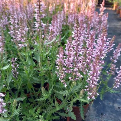 Salvia jurisicii-h. 'Feathers Flamingo'® - Zsálya hibrid