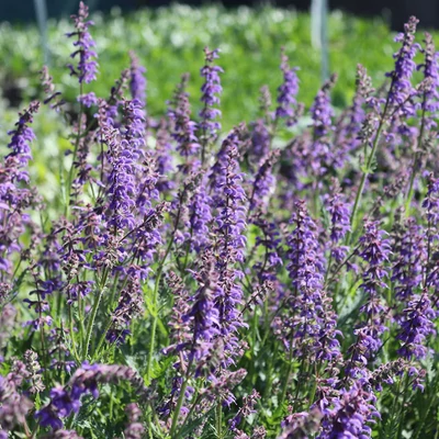 Salvia jurisicii-h. 'Feathers Peacock'® - Zsálya hibrid