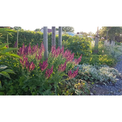 Salvia nemorosa 'Schwellenburg' - Ligeti zsálya
