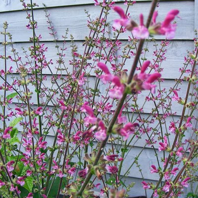 Salvia viscosa - Közel-keleti zsálya faj
