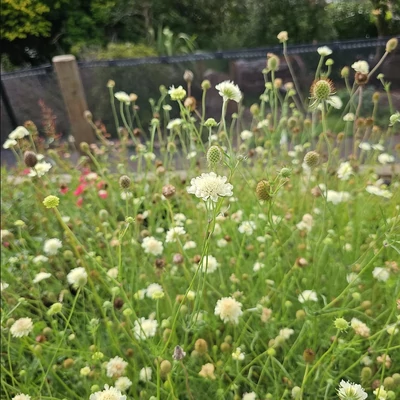 Scabiosa ochroleuca - Vajszínű ördögszem