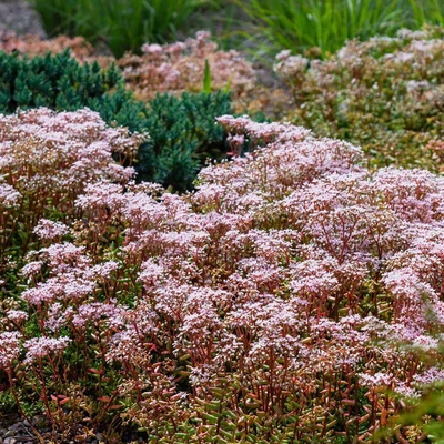 Sedum album 'Murale' - Fehér varjúháj