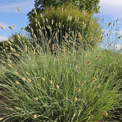 Sesleria nitida - Olasz nyúlfarkfű