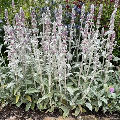 Stachys byzantina 'Helena von Stein' - Gyapjas tisztesfű