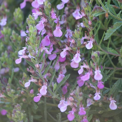 Teucrium webbianum - Spanyol gamandor