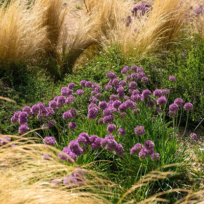 Allium 'Lavender Bubbles'® - Kései díszhagyma