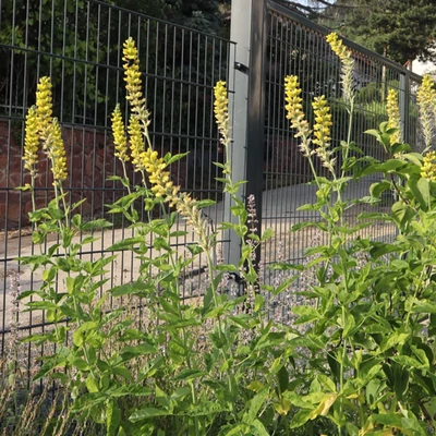 Thermopsis villosa - Karolinai álcsillagfürt