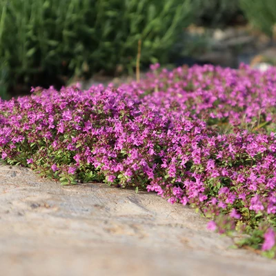 Thymus serpyllum 'Coccineus' - Keskenylevelű kakukkfű