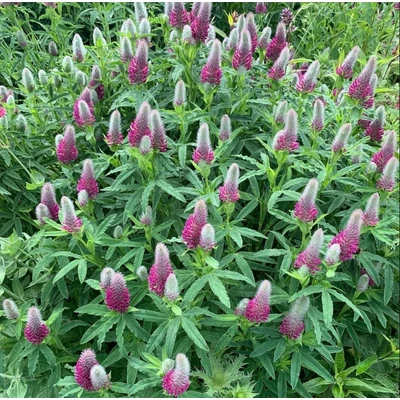 Trifolium rubens - Piros lóhere