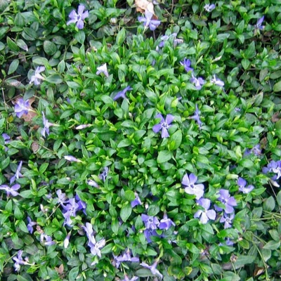 Vinca minor 'Marie'® - Kis meténg