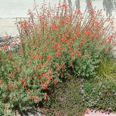 Zauschneria californica - Kolibritrombita